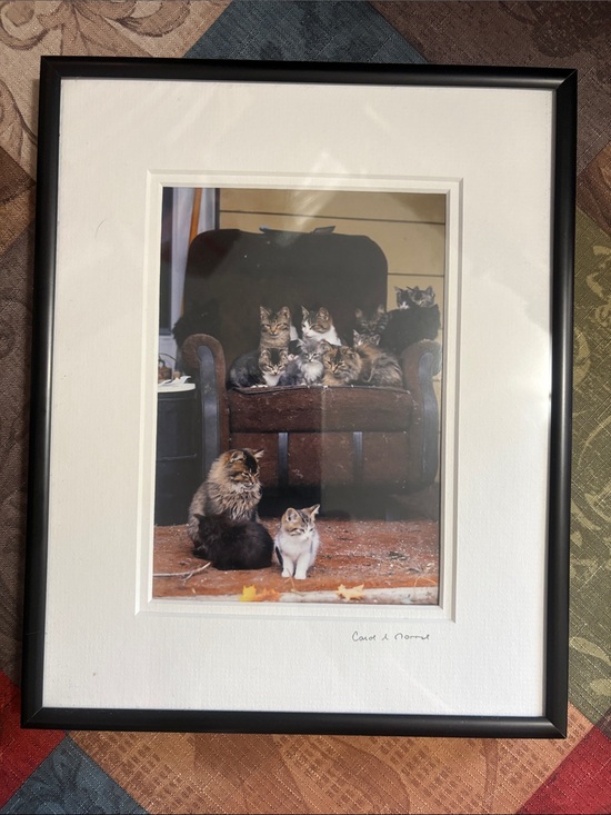 Lighthouse Photography Other - 🐈Carol Norris Signed Framed Cat Photography Print